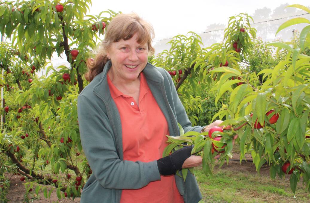 FEELING PEACHY: Yarralee Orchard owner Gerbina Gordon is happy to have started their season, even though it's later than usual. Photo: AMY REES