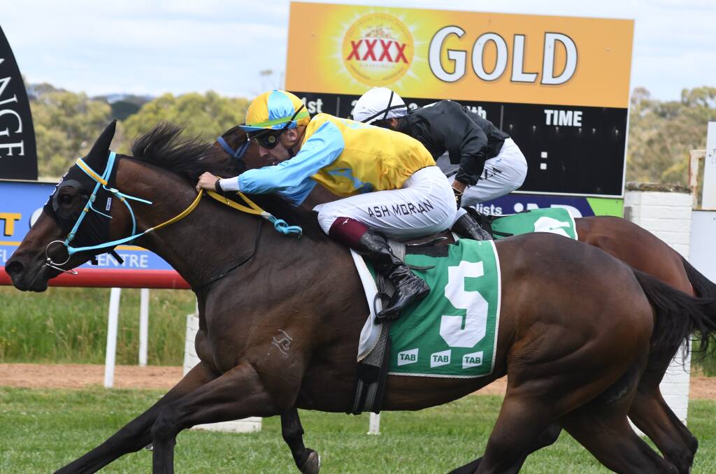GOLD WINNER: Ash Morgan gets Lipstick Lil home ahead of Easy Rosie (Jeff Penza) at Towac Park on Tuesday. The Brett Robb, Dubbo-trained mare may have earned herself a Highway Series start in Sydney with the win. Photo JUDE KEOGH