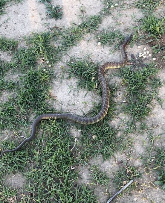 The tiger snake upon release outside of town. Picture supplied