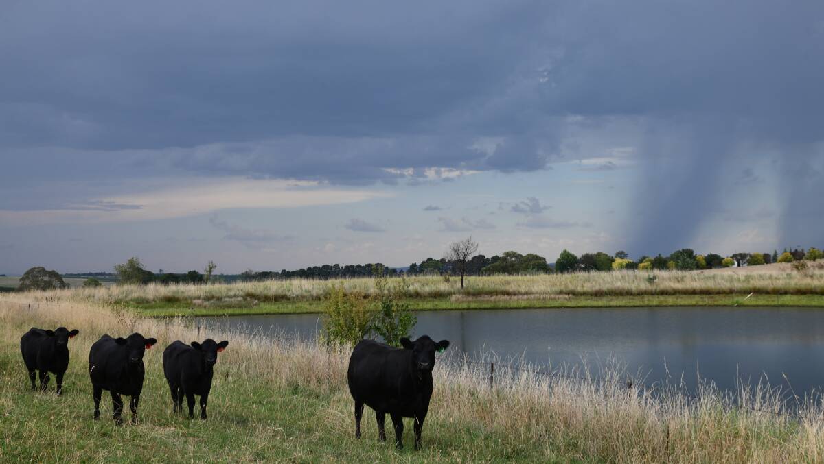 Michael Cunial's new cattle. Picture by Carla Freedman.
