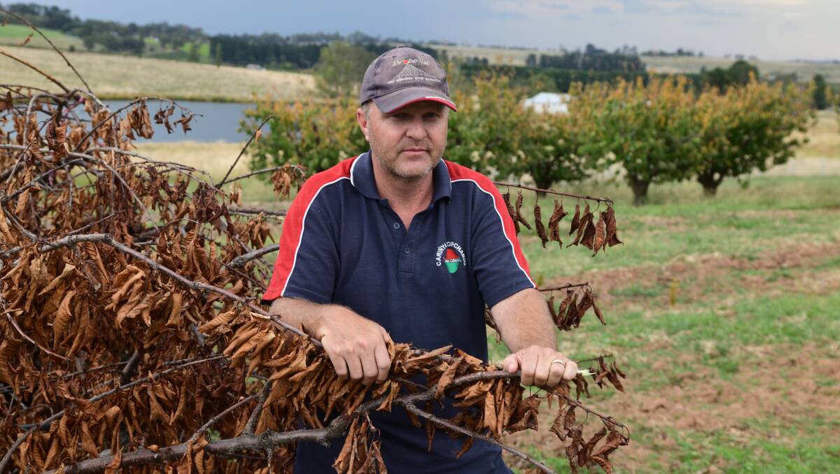 Former orchardist, Michael Cunial and his dead apple trees. Picture by Carla Freedman. 