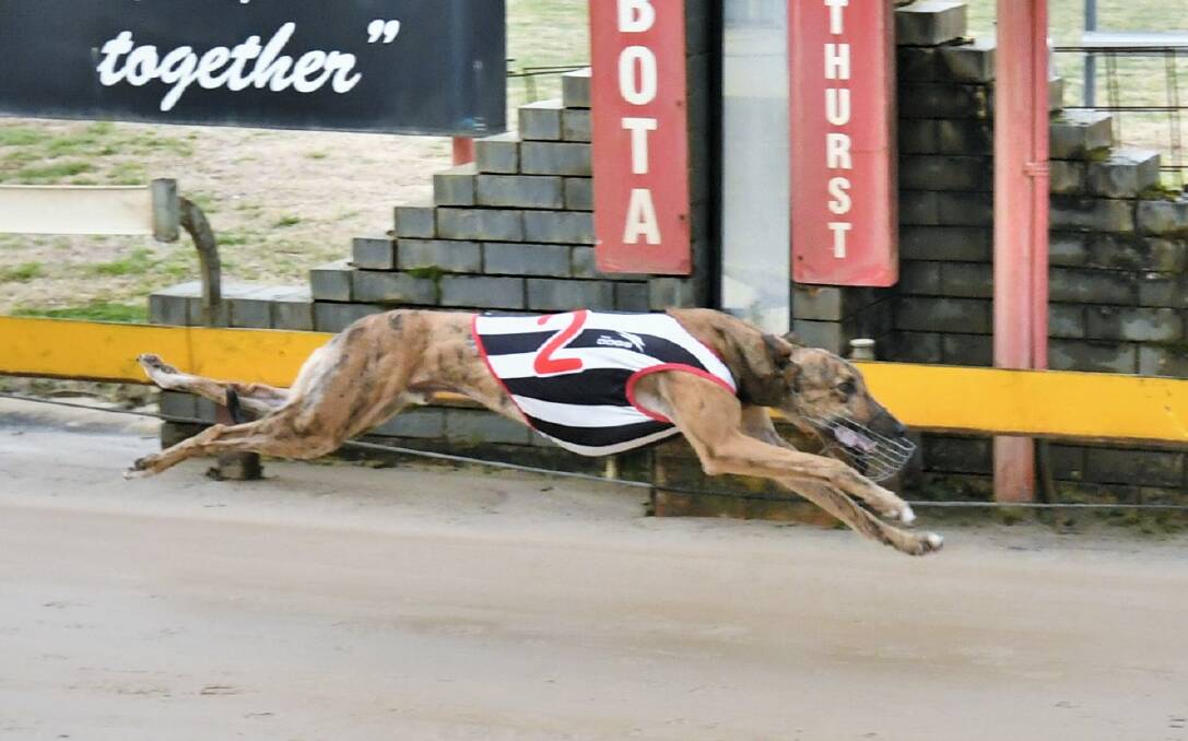 MAIDEN VICTORY: Texas Red wins race one at Kennerson Park on Monday afternoon. Photo: CHRIS SEABROOK 072621cdogs1