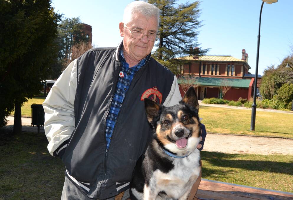 LUCKY: Bathurst man Ron Webb, pictured with his seven-year-old corgi-cattle dog Junior, who was battling for his life four months ago after being hit by a 4WD. Photo: BRADLEY JURD