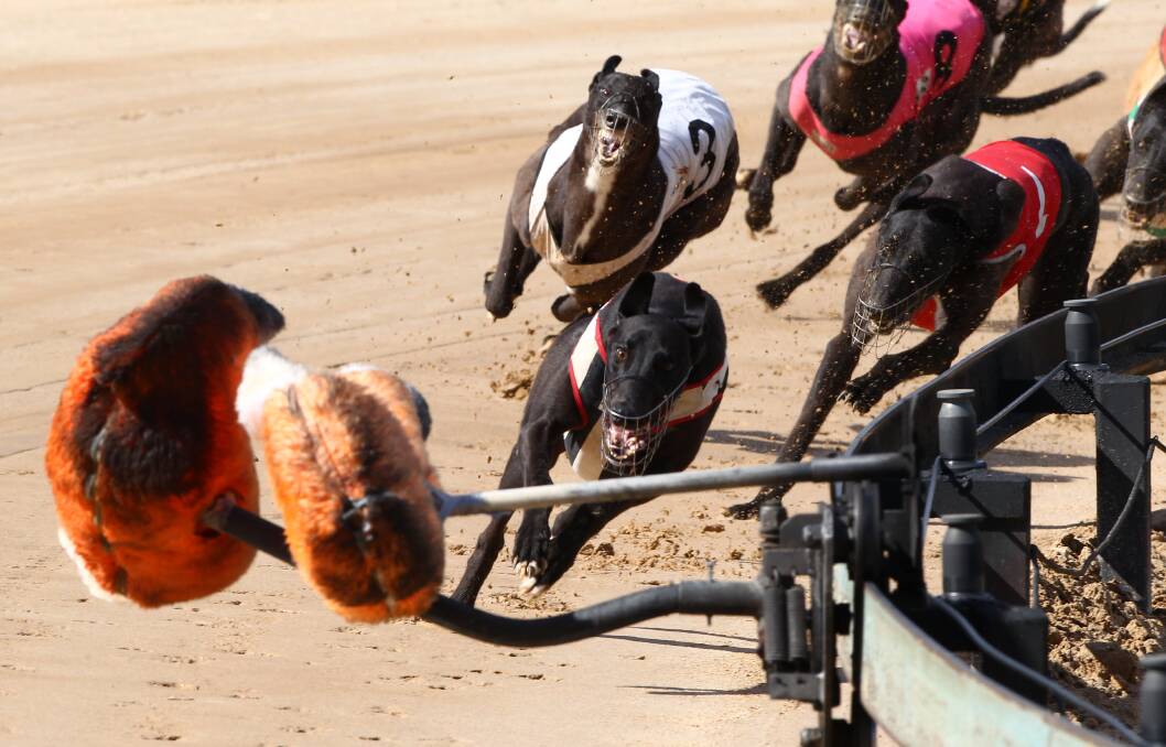 IT'S ON: From the two heats for the Million Dollar Chase on Monday afternoon in Bathurst, nine of the 16 starting dogs are Central West-based. Photo: PHIL BLATCH
