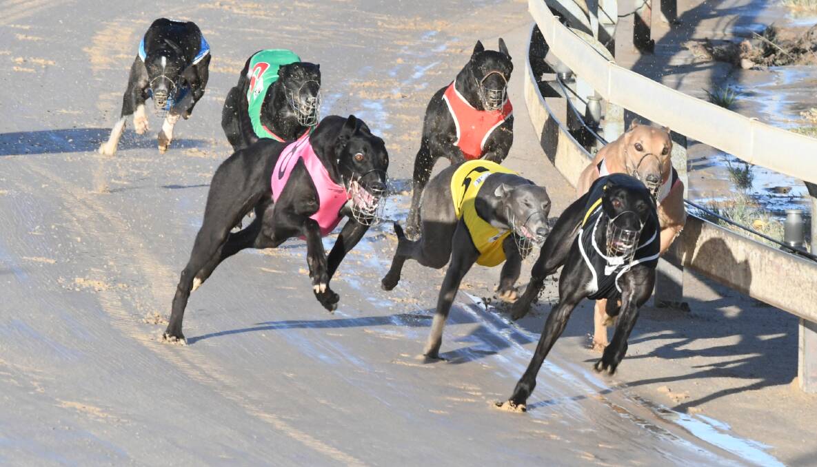 WINNER: Irondale Lima leads the field to win the Duke's Ladbrokes Previews Final at Kennerson Park on Monday. PHOTO: Chris Seabrook 052719c dogs1