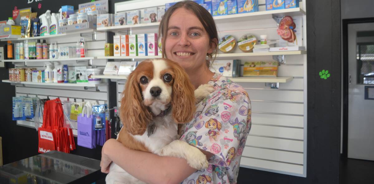 PET  DE-SEXING: Durham Street Veterinary Clinic vet Zoe Blank, with King Charles Cavalier Rosie. Photo: BRADLEY JURD