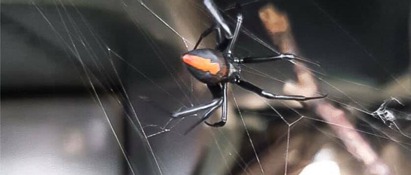 CREEPING AROUND: Chad Bailey of X-Termin8 Pest Control said he's noticed more redback spiders in recent times. Photo: X-TERMIN8 PEST CONTROL FACEBOOK PAGE