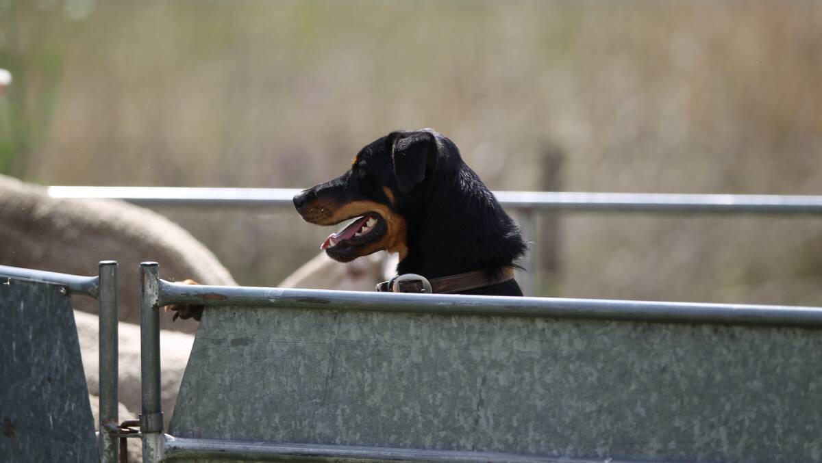 MATE: Will Fitzpatrick's dog Angus at the Tarana Easter Monday Dog Trials, where money raised went to Westmead Hospital's kidney research. 