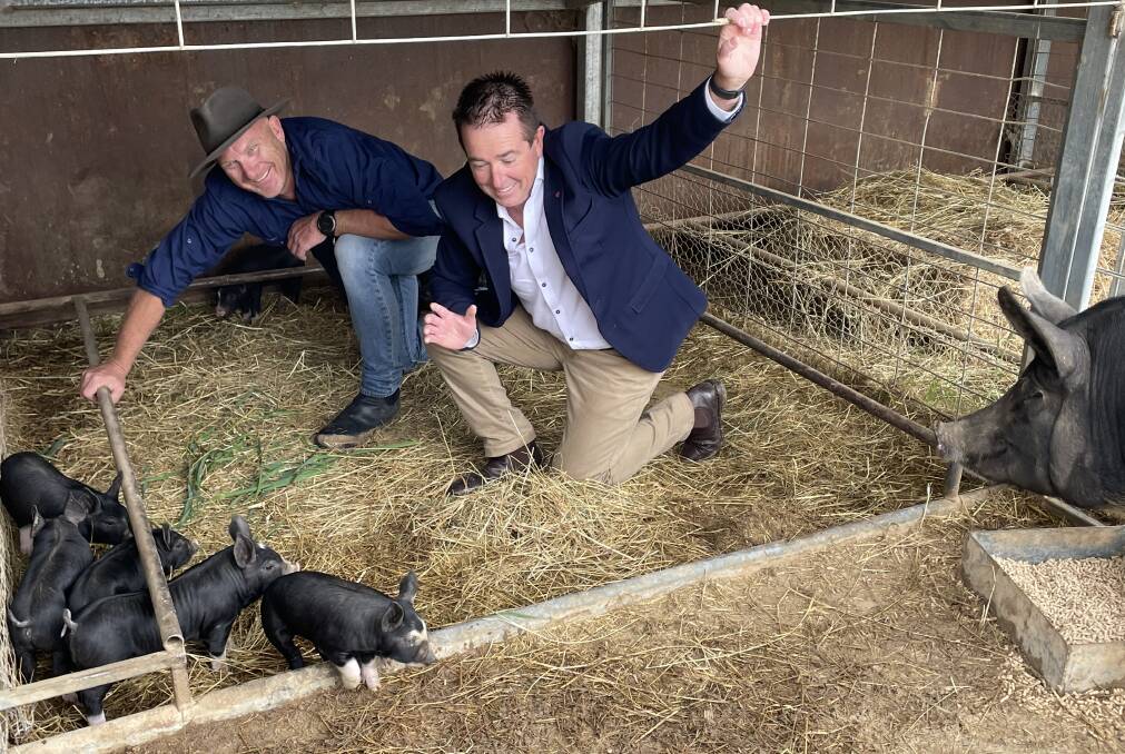OUT AND ABOUT: Thankful4Farmers ambassador and celebrity chef Matt Moran, with Bathurst MP Paul Toole with some pinglets at a farm at Caloola, south of Bathurst, on Friday morning. Photo: BRADLEY JURD