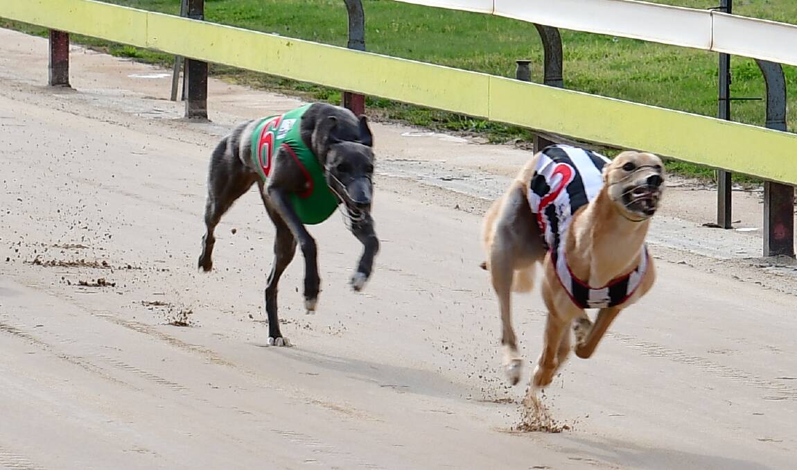 TOO QUICK: Drunken Phoenix runs ahead of Pebbles Cian in the Dukes Ladbrokes Video Maiden at Kennerson Park on Monday afternoon. Photo: BRADLEY JURD