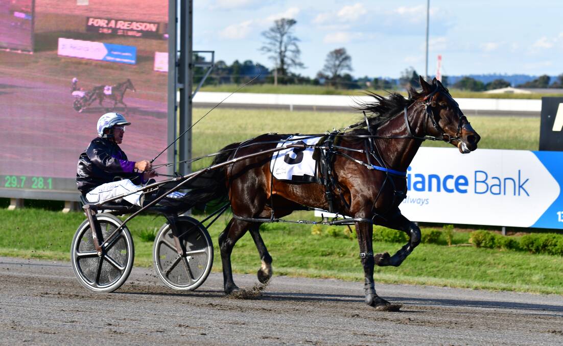 IN THE GIG: John O'Shea drove All Spruced Up to victory in the first at Bathurst on Wednesday. Photo: BRADLEY JURD