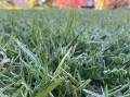 Grass covered in a small layer of frost. Picture by Bradley Jurd