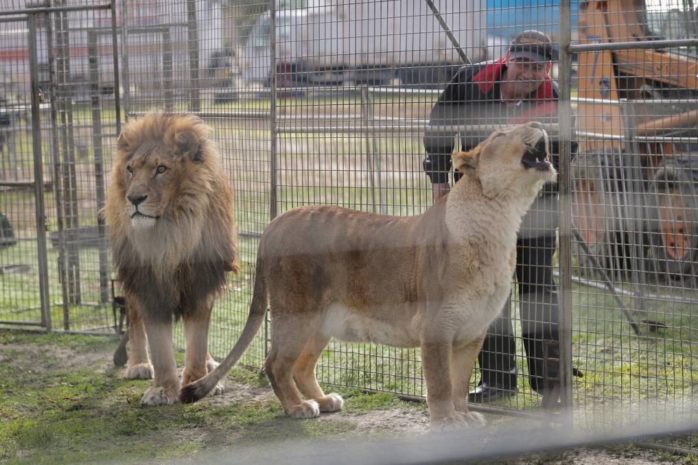 LIONS' DEN: Captive-born Kovu and Kiara. This photo was taken in Wodonga, during the Lennons Bros Circus' time in Victoria in July. 