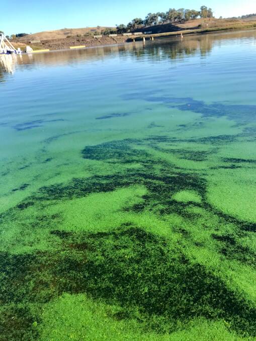 A contributor's photo of the blue-green algae at Ben Chifley Dam back in early March. 