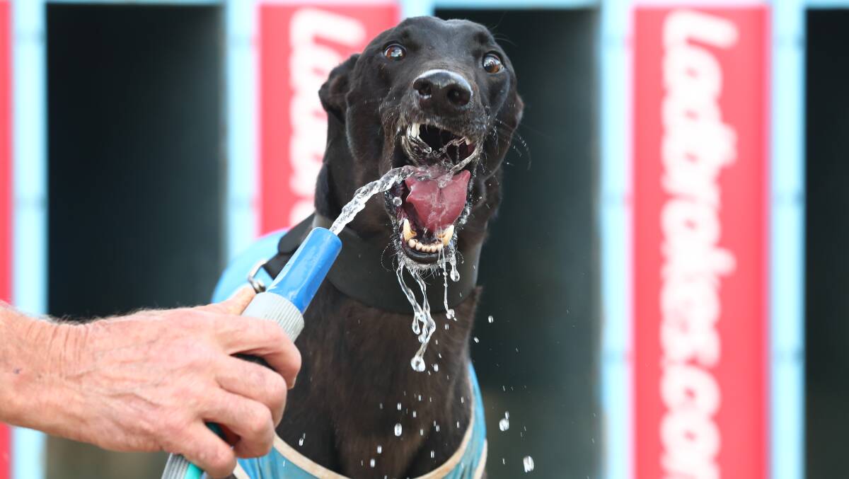 WINNER: Falcon's Fury is treated to a refreshing drink after a record-breaking run at Kennerson Park, in Monday's Orange Cup final. Trained by Cowra's Paul Braddon, its the dogs 23rd career win. Photo: PHIL BLATCH 012918pbdog5 