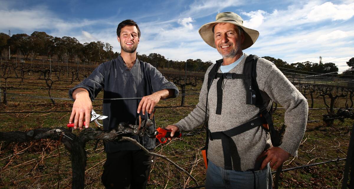 BIG NIGHT: Sam and Mark Renzaglia tending the vines for winter. Some of their best wines will be on offer this Saturday at Ignite the Night. Photo: PHIL BLATCH