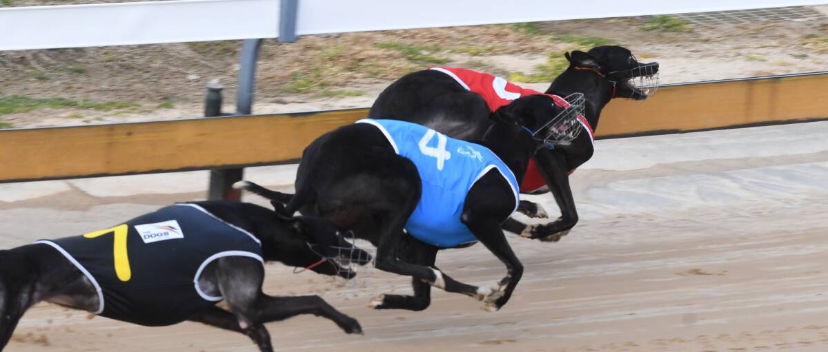 ON THE RUN: Rema’s Stone (pictured in blue) heads into the home straight, chasing first place off Shane’s World (pictured in red). Photo: CHRIS SEABROOK