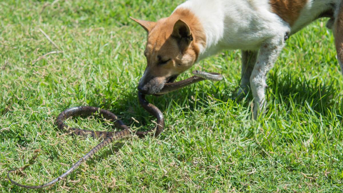 HISS-TERIA: Snakes on the prowl for pets as weather warms up