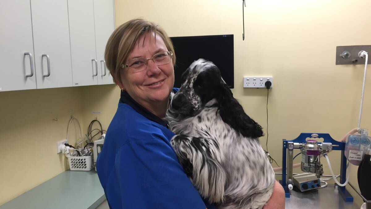 PET DE-SEXING: Stewart Street Veterinary Hospital's Ann-Maree Shearer and recently desexed Cocker Spaniel Roxy. Photo: BRADLEY JURD