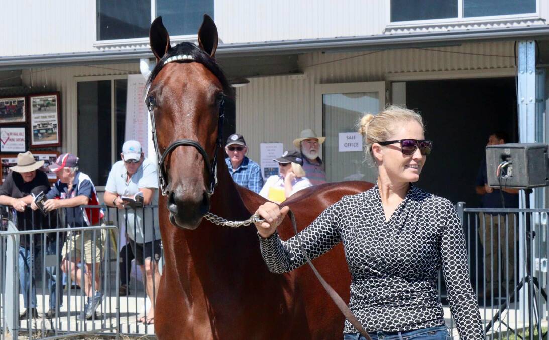 HIGHEST BIDDER: Melanie Settree with Player, the stable name for the $26,000 sale topper at the Gold Crown Yearling Sales. Photo: AMY REES