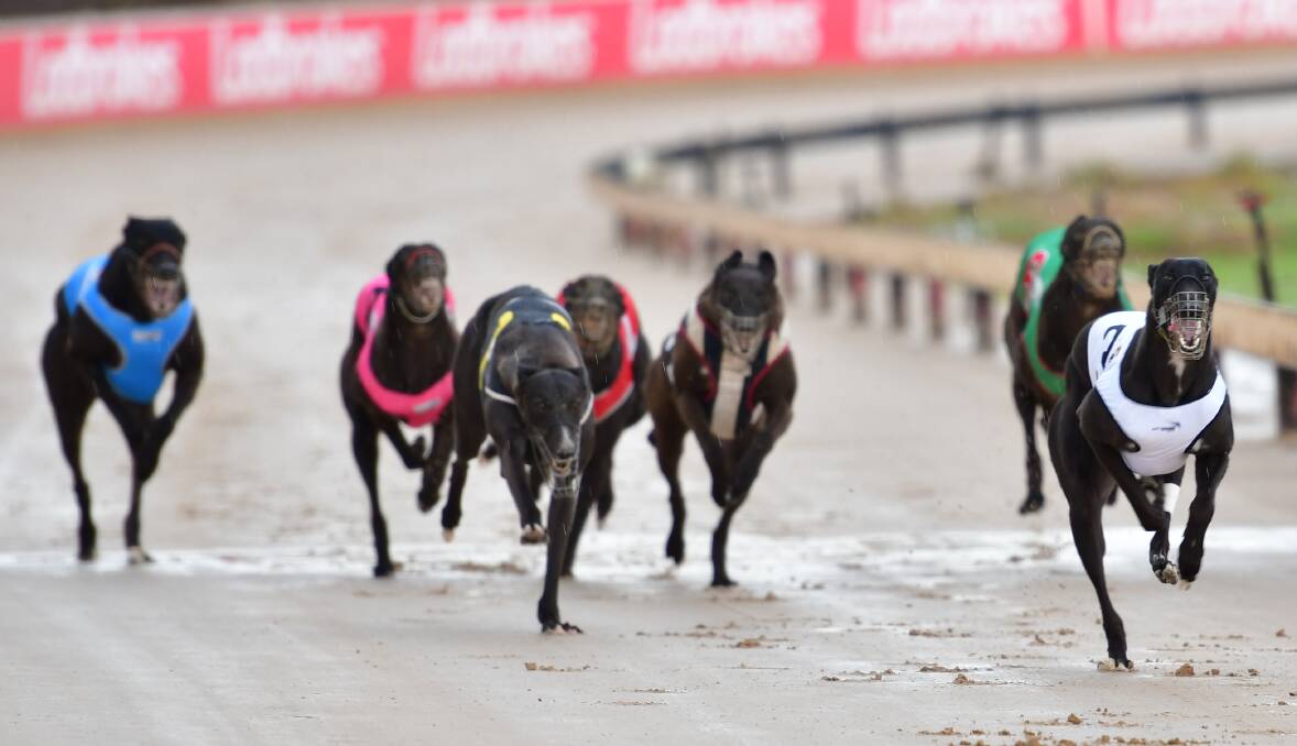 BIG YEAR: It's been an exciting year for Bathurst Greyhound Racing Club, with new changes to come in 2018. Photo: ALEXANDER GRANT