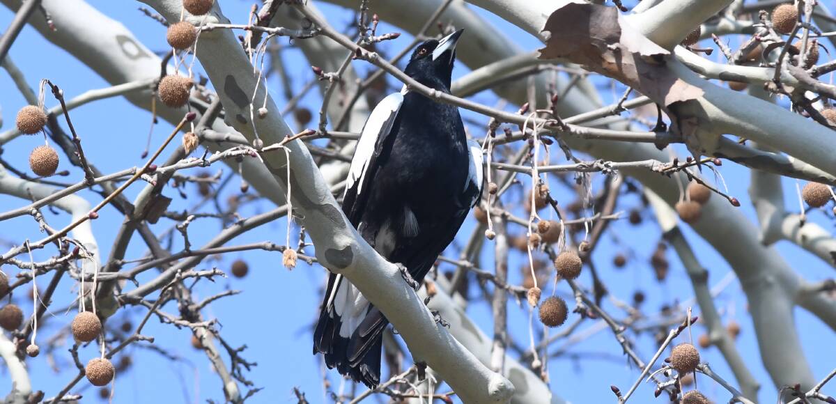 Black and white foes out to swoop during magpie breeding season
