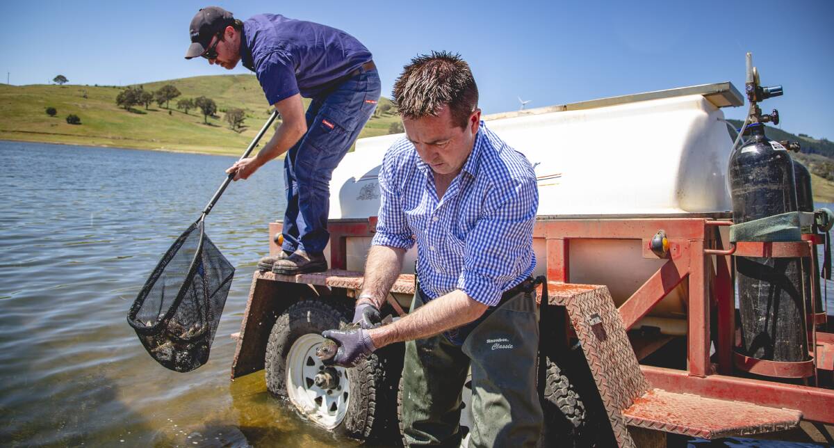 RELEASE THE FISH: Member for Bathurst Paul Toole releasing trout in Carcoar Dam on Monday. Photo: SUPPLIED