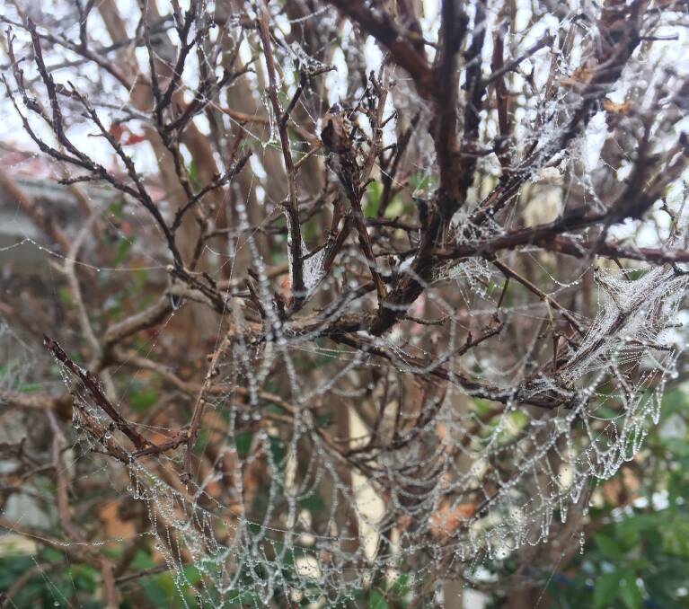 Frost covers a spider web on the weekend. Photo: RACHEL CHAMBERLAIN 
