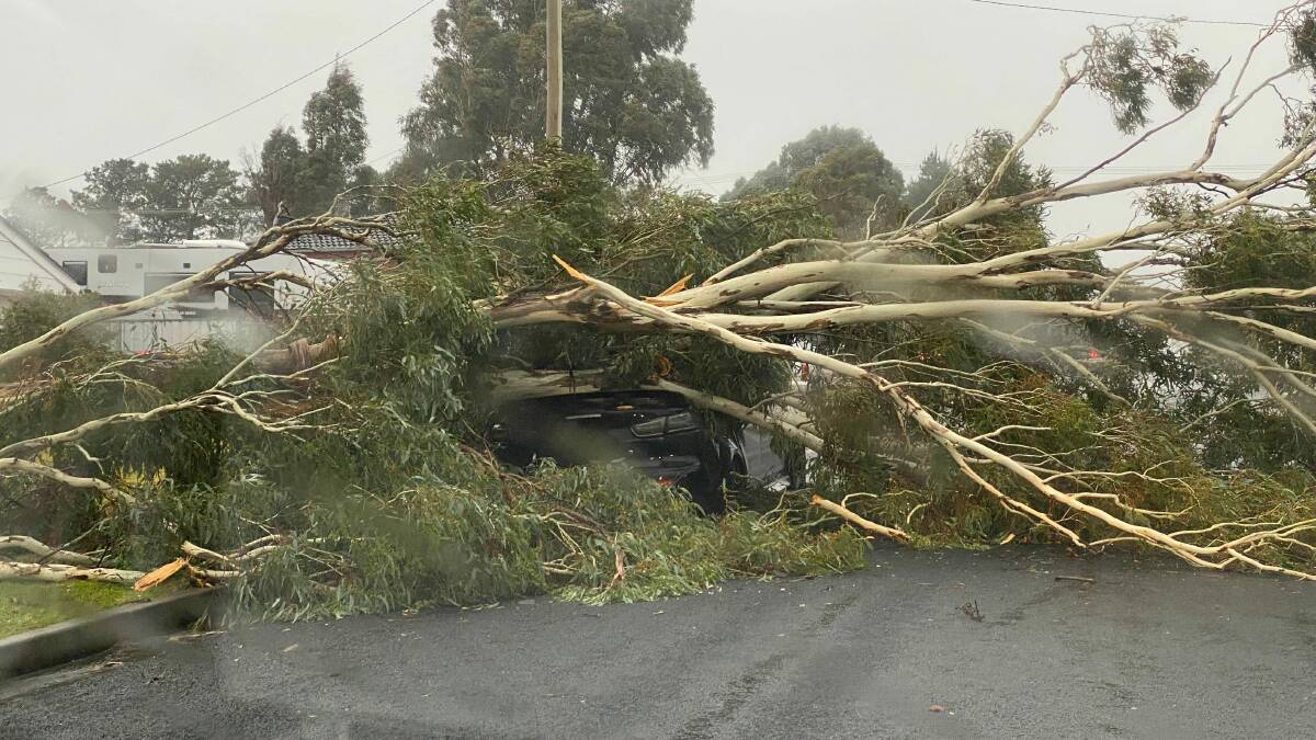 WINDY WEATHER: Trees were felled across Bathurst last week following windy weather. 