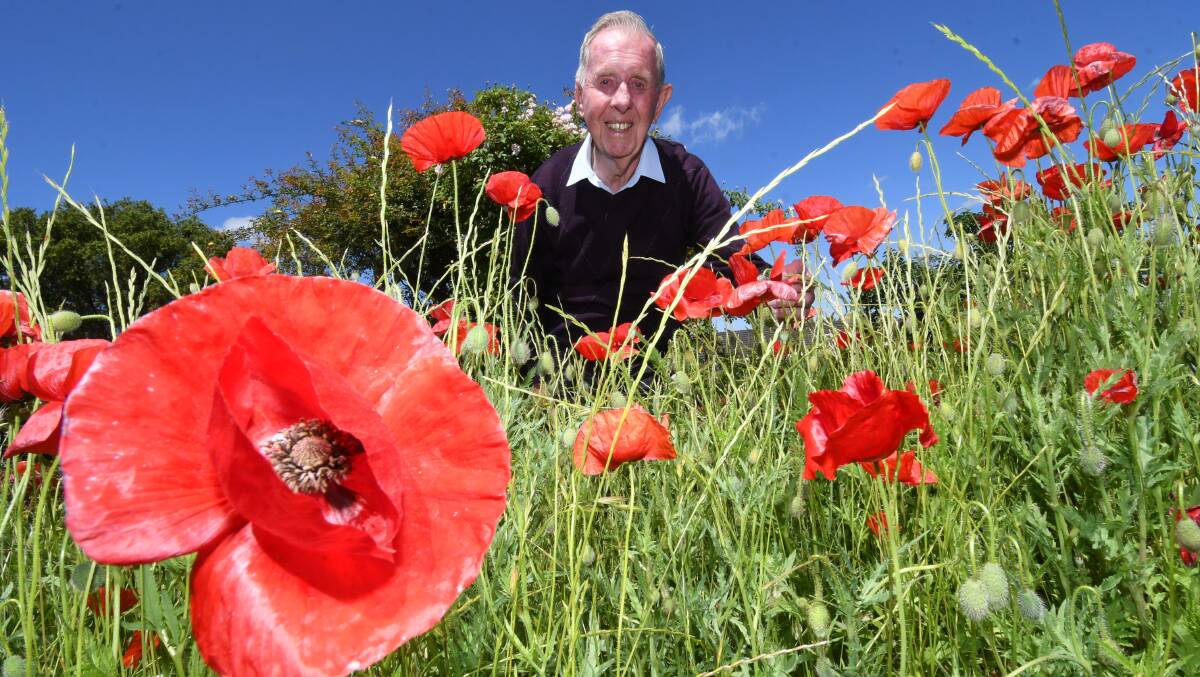 LEST WE FORGET : John Hoye in his garden with his remarkable crop of poppies. Photo: CHRIS SEABROOK 110920cpoppies1