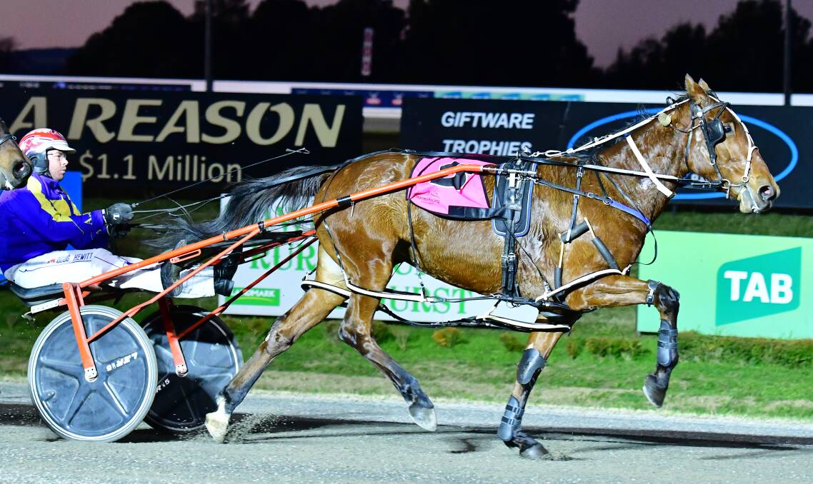 SUCCESS: Doug Hewitt drove Hall Stitched Up to victory for Andrew Hall at the Bathurst Paceway on Wednesdady night. Photo: BRADLEY JURD