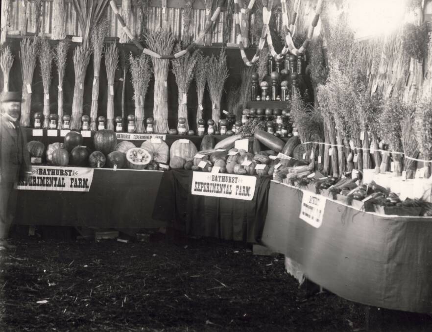SHOWING OFF: The Bathurst Agricultural Farm display, including fruit and grains, at the Bathurst Show in 1910.