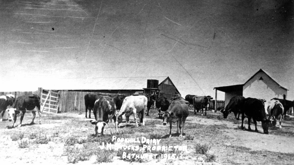 Stock's Rosehill Dairy: The photograph at Eglinton. The dairy was owned by John Henry Stocks and he entered the cows Pastoral Association's annual show. 