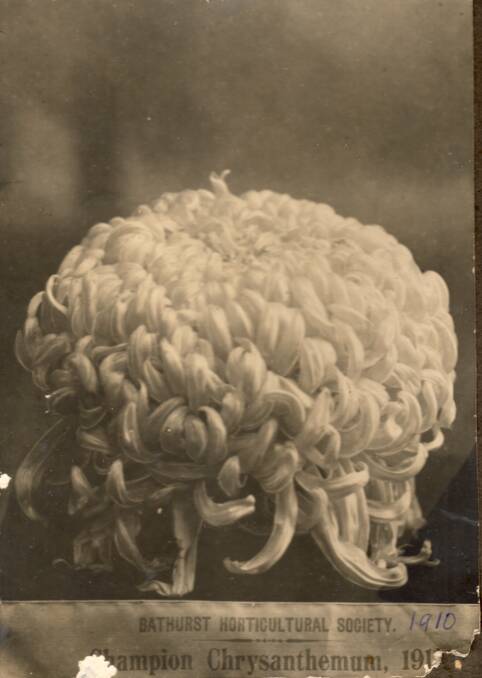 BLOOMING LOVELY: The Bathurst Horticultural Society Flower Show in November 1910 featured more than 460 entries. Pictured is the prize chrysanthemum.