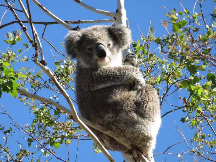 NOT LEFT HIGH AND DRY: Landholders across the Central West are being asked to assist in a Central Tablelands Local Land Services program to preserve koala habitats. This little guy was spotted in a tree at The Lagoon. Photo: CONTRIBUTED
