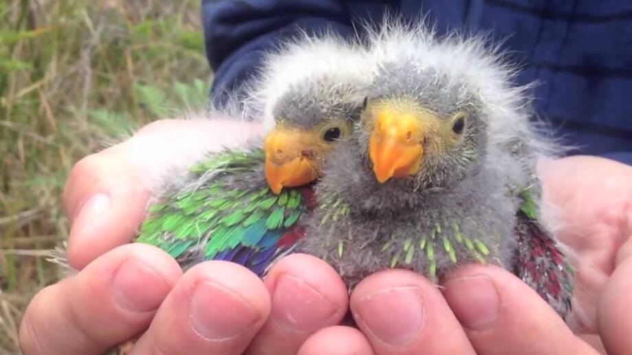 Swift parrot chicks, found as part of the Australian National University study. Picture: Dr Dejan Stojanovic