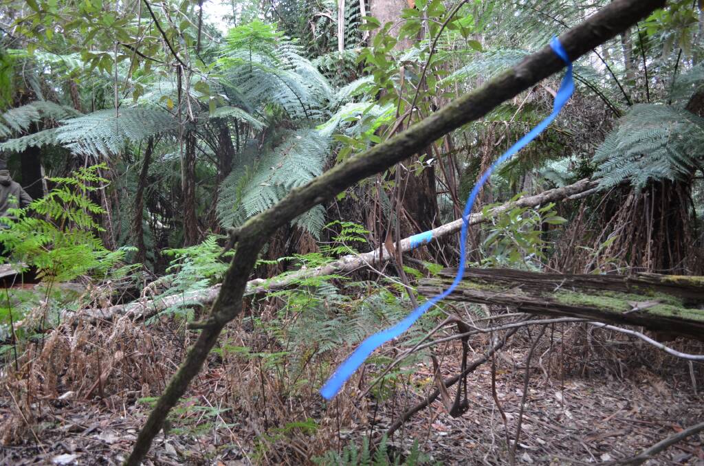 Ribbons indicate the boundary of CC105A, which comes about 20 metres from Krushka's mountain bike trail. Clear sky can be seen through the forest from the trail. Picture: Adam Holmes
