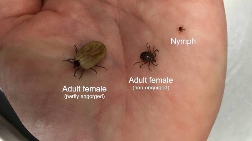 Check your dog for ticks frightening new disease