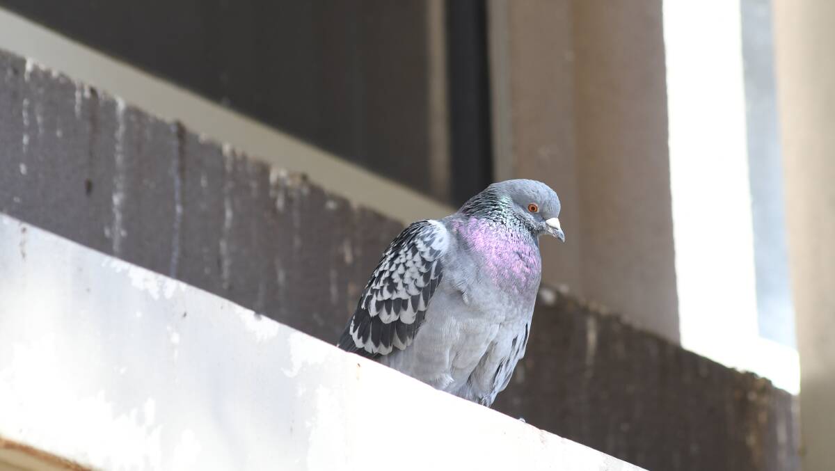 COO-EE: Feral pigeons are descended from homing pigeons brought to Australia by European settlers and have been causing headaches for everyone since. Photo: JUDE KEOGH