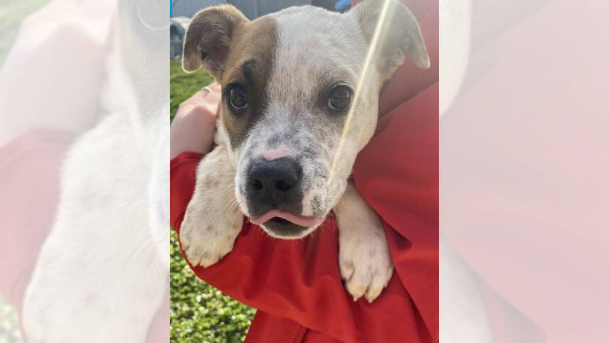 LOOKING FOR LOVE: Newt is a three-month-old Australian cattle dog cross American bulldog. He is currently up for adoption at the Orange RSPCA shelter. Photo: RSPCA