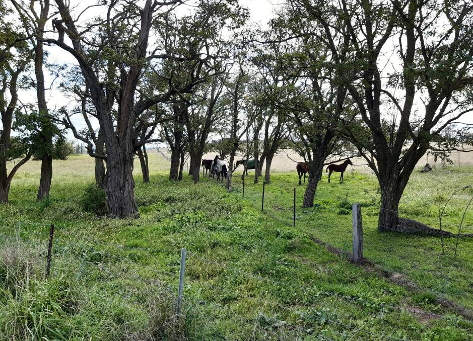 GREEN DAYS: Mares and foals on the Frisby property near Perthville, enjoying the green grass and the farm of Our Uncle Sam.