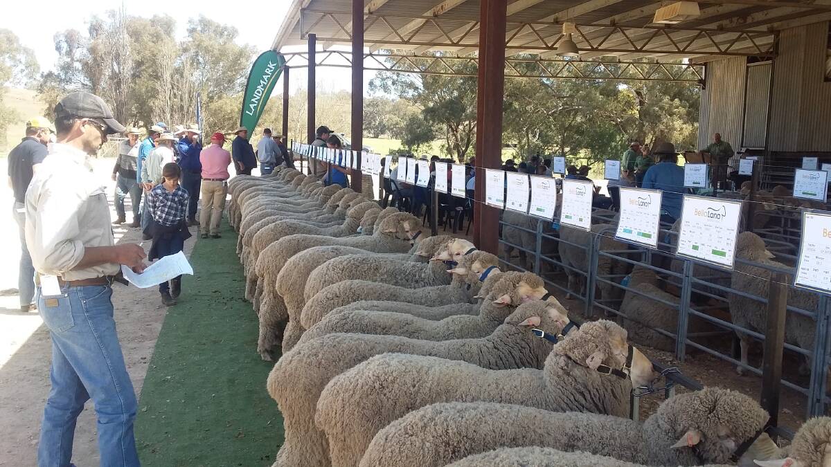 BELLA BOOST: Are these the best dual purpose merinos in NSW? Bidders at the Bella Lana ram sale at Dripstone obviously thought so. The Brien family at Bella Lana stud offered 90 hogget rams at auction last week and sold 81 per cent, for a top price of $4500 to Bathurst and average of $1950. I think that one-quarter of the rams sold came to our district.