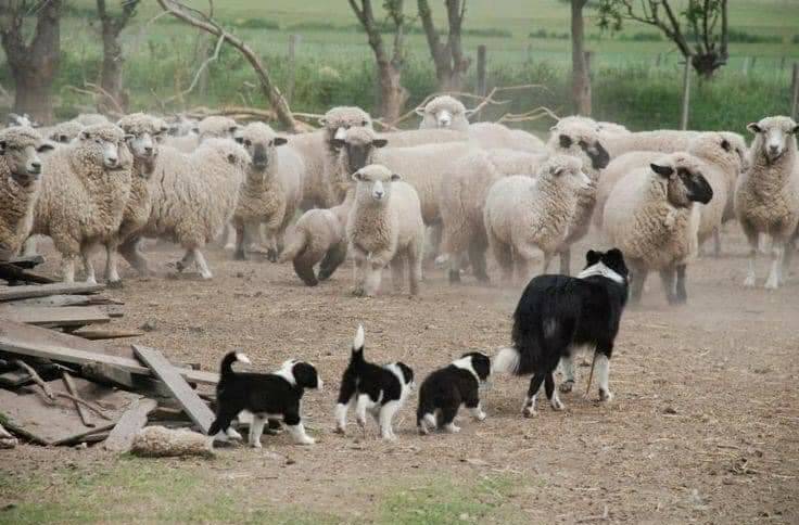 WALK THIS WAY: A Border Collie mum taking the kids for their first day of kindy.