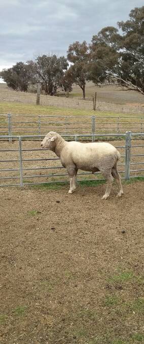 LOCAL IDENTITY: This four-tooth Bella Lana ram lives locally and has 42 mixed sex lambs ready to wean.
