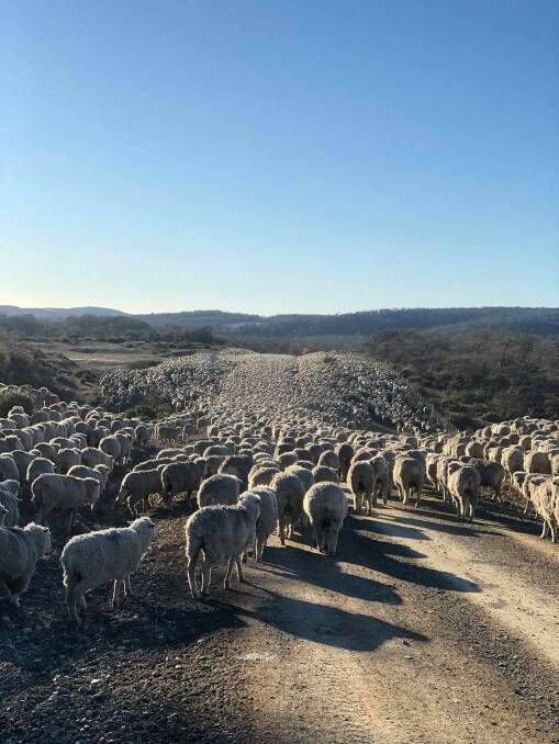 LONG AND WINDING ROAD: Woolly ewes being brought from the mountains in Chile for annual shearing.