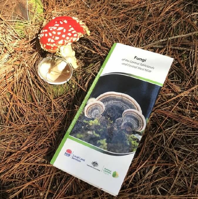 Using the Fungi Of The Central Tablelands And Central West NSW guide. 