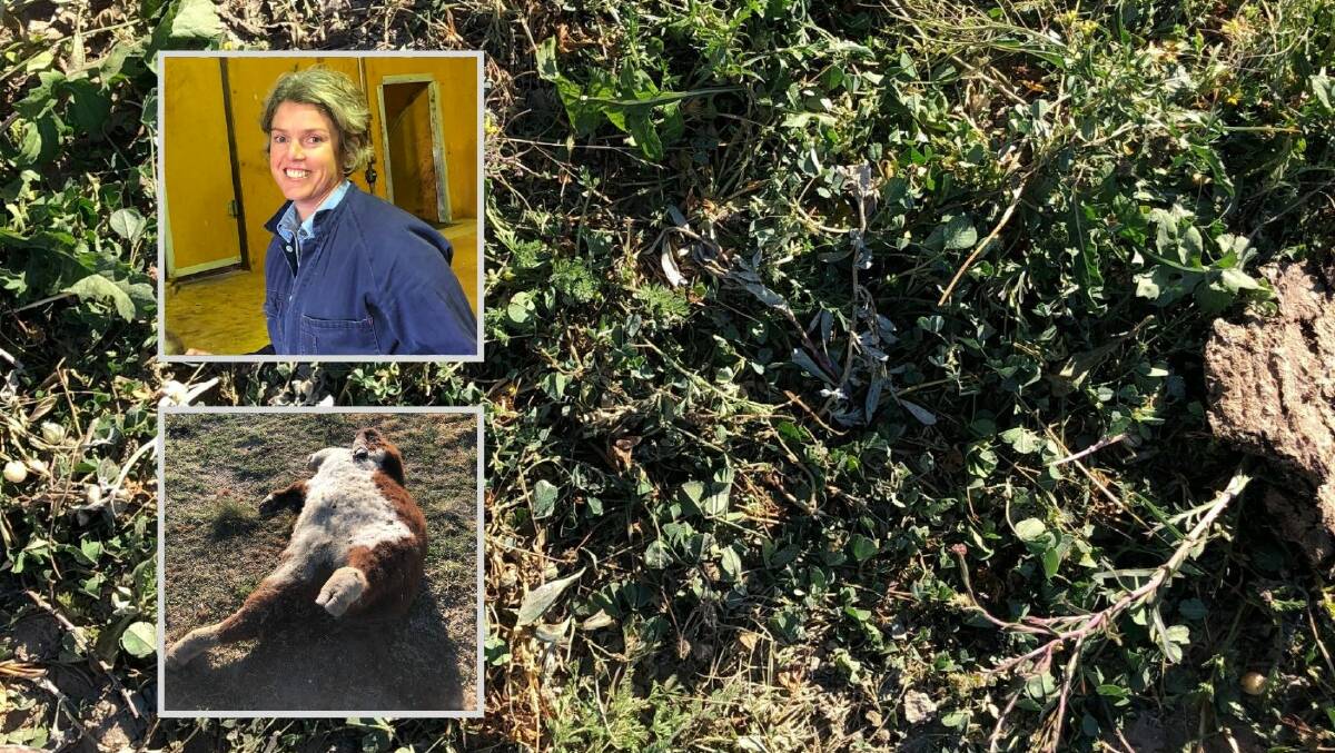 CONCERN: Veterinarian Charlotte Cavanagh (top inset) was reported in the Western Magazine as saying there have been reports of cattle dying from bloat (bottom inset) after eating certain pasture. Photos: SUPPLIED 