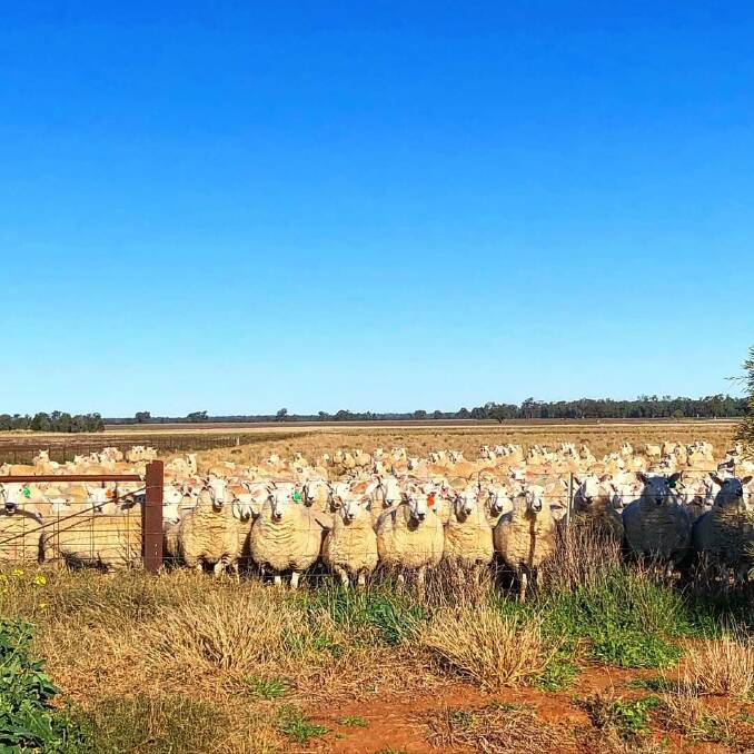 HEAR, HEAR: A mixed-age mob of stud Border Leicester ewes are all ears for news.