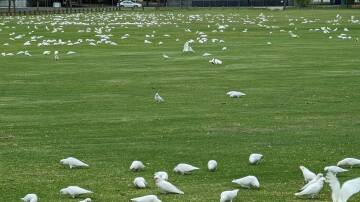 This flock of white corellas seem to love Morse Park in Bathurst.