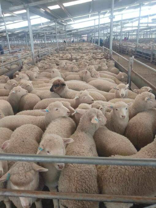 A great line-up of hogget rams at a Central Tablelands Auction Sale.